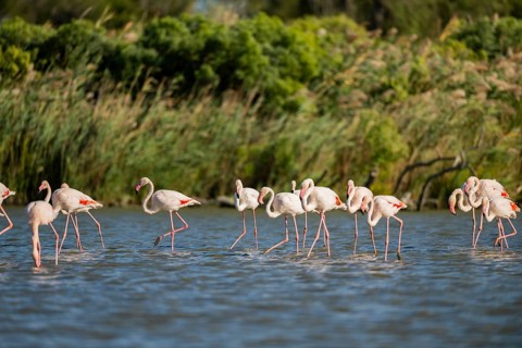 Greater Flamingos (Phoenicopterus roseus) walking in the water, Parc Naturel Regional de Camargue,