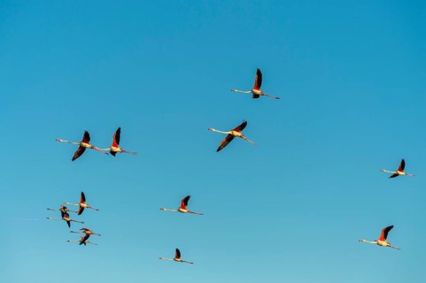 Greater Flamingo (Phoenicopterus roseus) flying in the sky, Parc Naturel Regional de Camargue,