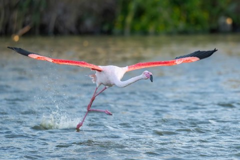 Greater Flamingo (Phoenicopterus roseus) starts flying from the water at sunset, Parc Naturel