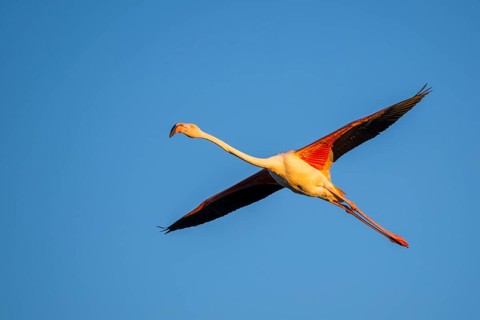 Greater Flamingo (Phoenicopterus roseus) flying in the sky at sunset, Parc Naturel Regional de