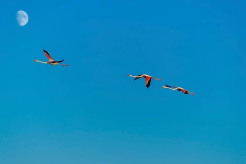 Greater Flamingo (Phoenicopterus roseus) flying in the sky with the moon in the background at