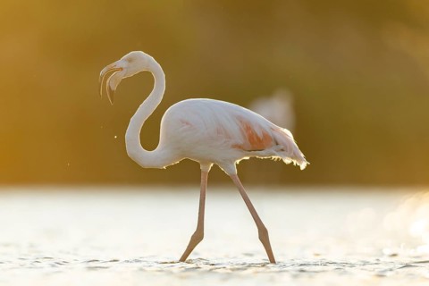 Greater Flamingo (Phoenicopterus roseus) walking in the water at sunset, Parc Naturel Regional de