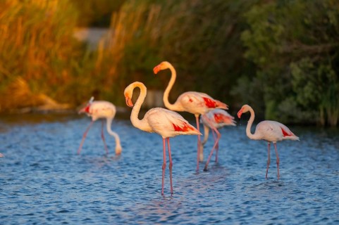 Greater Flamingo (Phoenicopterus roseus) standing in the water at sunset, Parc Naturel Regional de