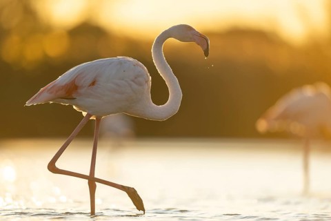 Greater Flamingo (Phoenicopterus roseus) walking in the water at sunset, Parc Naturel Regional de