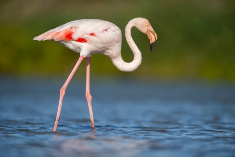 Greater Flamingo (Phoenicopterus roseus) walking in the water, Parc Naturel Regional de Camargue,