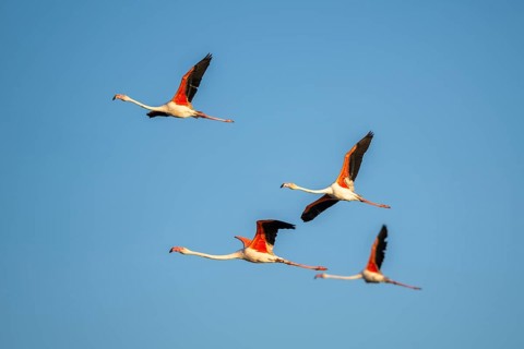 Greater Flamingo (Phoenicopterus roseus) flying in the sky, Parc Naturel Regional de Camargue,