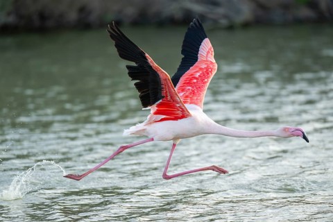 Greater Flamingo (Phoenicopterus roseus) starts flying from the water at sunset, Parc Naturel