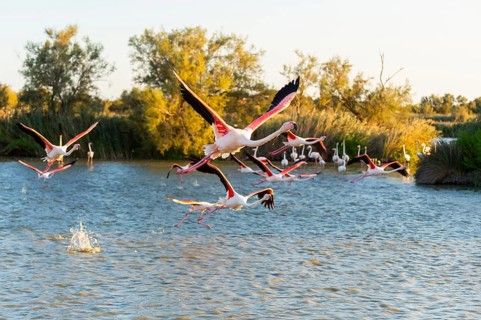 Greater Flamingo (Phoenicopterus roseus) starts flying from the water at sunset, Parc Naturel