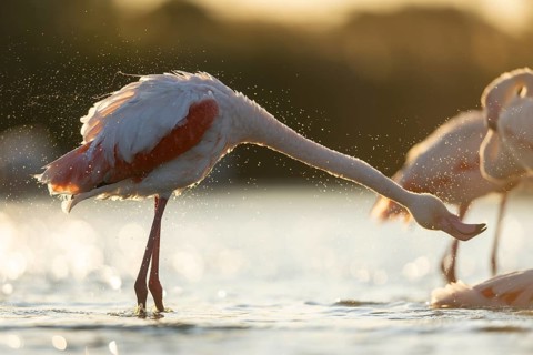 Greater Flamingo (Phoenicopterus roseus) standing in the water at sunset, Parc Naturel Regional de
