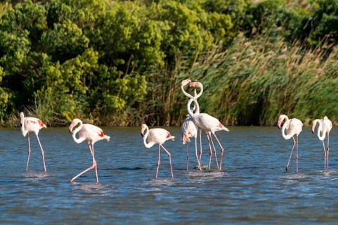 Greater Flamingos (Phoenicopterus roseus) arguing with each other, Parc Naturel Regional de