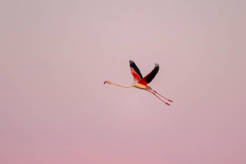 Greater Flamingo (Phoenicopterus roseus) flying in the sky at sunset, Parc Naturel Regional de