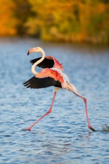 Greater Flamingo (Phoenicopterus roseus) landing in the water at sunset, Parc Naturel Regional de
