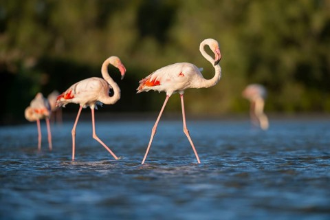 Greater Flamingos (Phoenicopterus roseus) walking in the water, Parc Naturel Regional de Camargue,