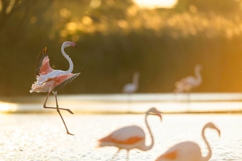 Greater Flamingo (Phoenicopterus roseus) landing in the water at sunset, Parc Naturel Regional de