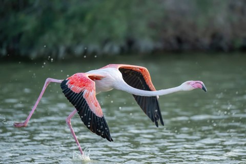 Greater Flamingo (Phoenicopterus roseus) starts flying from the water at sunset, Parc Naturel