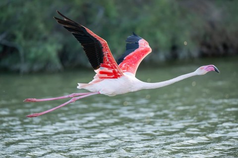 Greater Flamingo (Phoenicopterus roseus) starts flying from the water at sunset, Parc Naturel
