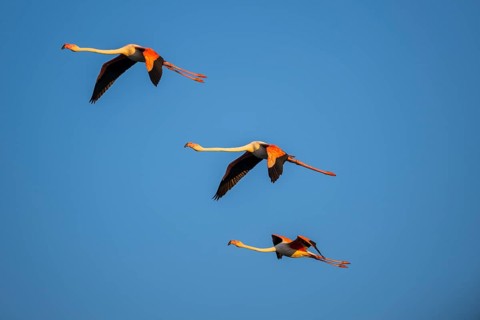 Greater Flamingo (Phoenicopterus roseus) flying in the sky at sunset, Parc Naturel Regional de