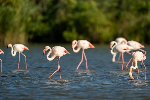Greater Flamingos (Phoenicopterus roseus) walking in the water, Parc Naturel Regional de Camargue,