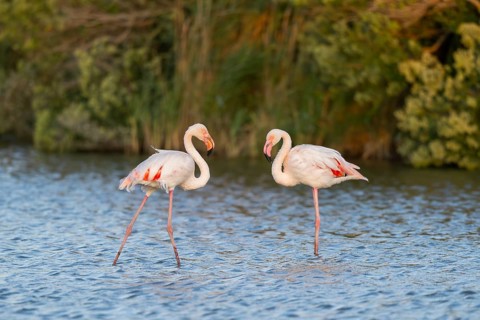 Greater Flamingo (Phoenicopterus roseus) standing in the water at sunset, Parc Naturel Regional de