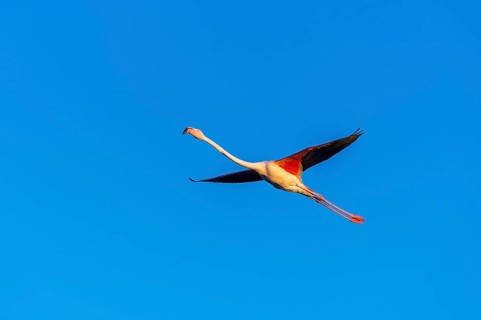 Greater Flamingo (Phoenicopterus roseus) flying in the sky at sunset, Parc Naturel Regional de