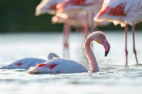 Greater Flamingo (Phoenicopterus roseus) in the water cleaning its feathers at sunset, Parc Naturel