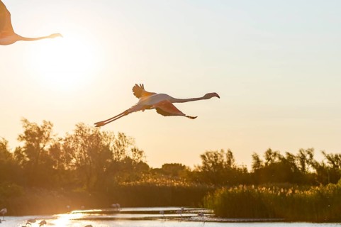 Greater Flamingo (Phoenicopterus roseus) flying in the sky, Parc Naturel Regional de Camargue,