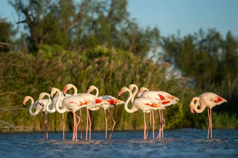 Greater Flamingos (Phoenicopterus roseus) standing in the water, Parc Naturel Regional de Camargue,