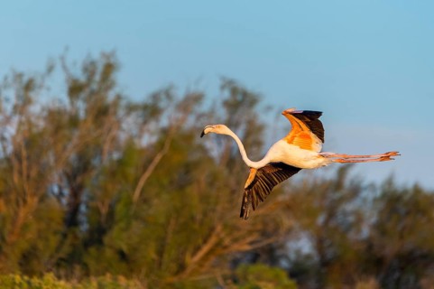 Greater Flamingo (Phoenicopterus roseus) landing in the water at sunset, Parc Naturel Regional de