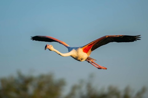 Greater Flamingo (Phoenicopterus roseus) flying in the sky at sunset, Parc Naturel Regional de