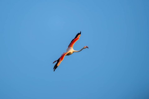 Greater Flamingo (Phoenicopterus roseus) flying in the sky at sunset, Parc Naturel Regional de