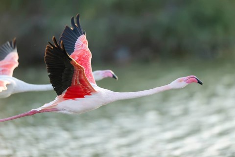 Greater Flamingo (Phoenicopterus roseus) starts flying from the water at sunset, Parc Naturel