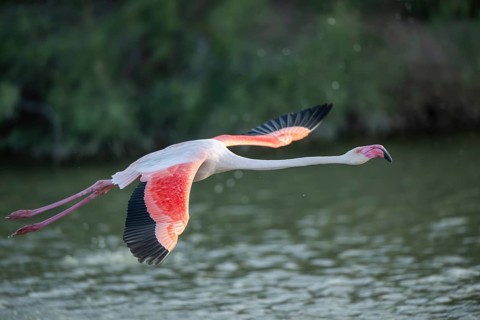 Greater Flamingo (Phoenicopterus roseus) starts flying from the water at sunset, Parc Naturel