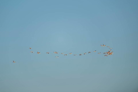 Greater Flamingo (Phoenicopterus roseus) flying in the sky at sunset, Parc Naturel Regional de