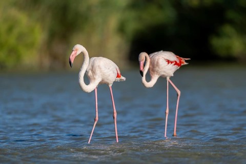Greater Flamingos (Phoenicopterus roseus) walking in the water, Parc Naturel Regional de Camargue,