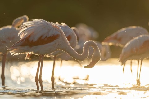 Greater Flamingo (Phoenicopterus roseus) standing in the water cleaning its feathers at sunset,