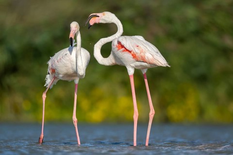Greater Flamingos (Phoenicopterus roseus) standing in the water, Parc Naturel Regional de Camargue,