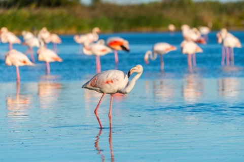 Greater Flamingo (Phoenicopterus roseus) standing in the water, Parc Naturel Regional de Camargue,