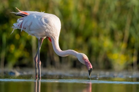 Greater Flamingo (Phoenicopterus roseus) standing in the water, Parc Naturel Regional de Camargue,