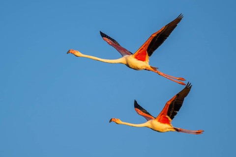 Greater Flamingo (Phoenicopterus roseus) flying in the sky at sunset, Parc Naturel Regional de