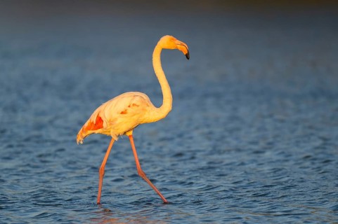 Greater Flamingo (Phoenicopterus roseus) walking in the water at sunset, Parc Naturel Regional de