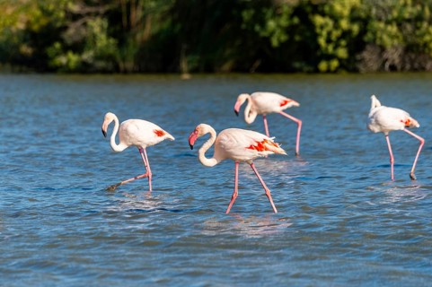 Greater Flamingos (Phoenicopterus roseus) walking in the water, Parc Naturel Regional de Camargue,