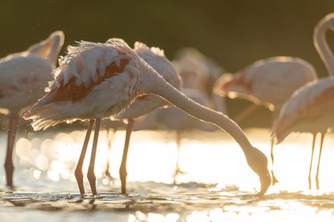 Greater Flamingo (Phoenicopterus roseus) standing in the water cleaning its feathers at sunset,