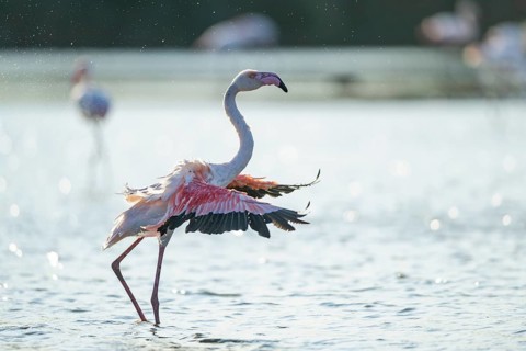 Greater Flamingo (Phoenicopterus roseus) shaking its wings, Parc Naturel Regional de Camargue,