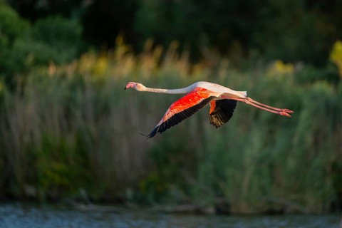 Greater Flamingo (Phoenicopterus roseus) starts flying from the water at sunset, Parc Naturel