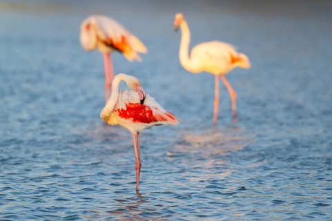 Greater Flamingo (Phoenicopterus roseus) standing in the water at sunset, Parc Naturel Regional de
