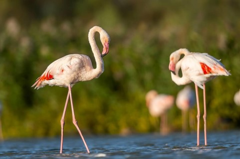 Greater Flamingos (Phoenicopterus roseus) walking in the water, Parc Naturel Regional de Camargue,