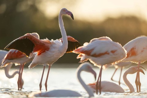 Greater Flamingo (Phoenicopterus roseus) standing in the water cleaning its feathers at sunset,