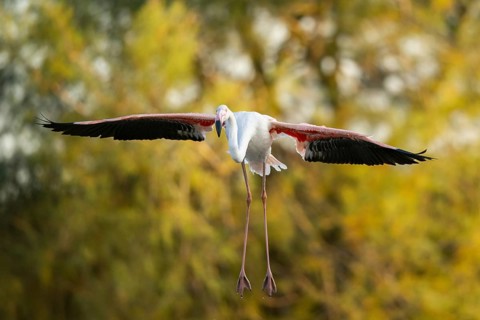 Greater Flamingo (Phoenicopterus roseus) landing in the water at sunset, Parc Naturel Regional de