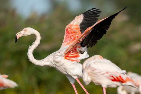 Greater Flamingo (Phoenicopterus roseus) shaking its wings, Parc Naturel Regional de Camargue,