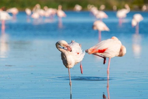 Greater Flamingo (Phoenicopterus roseus) standing in the water, Parc Naturel Regional de Camargue,